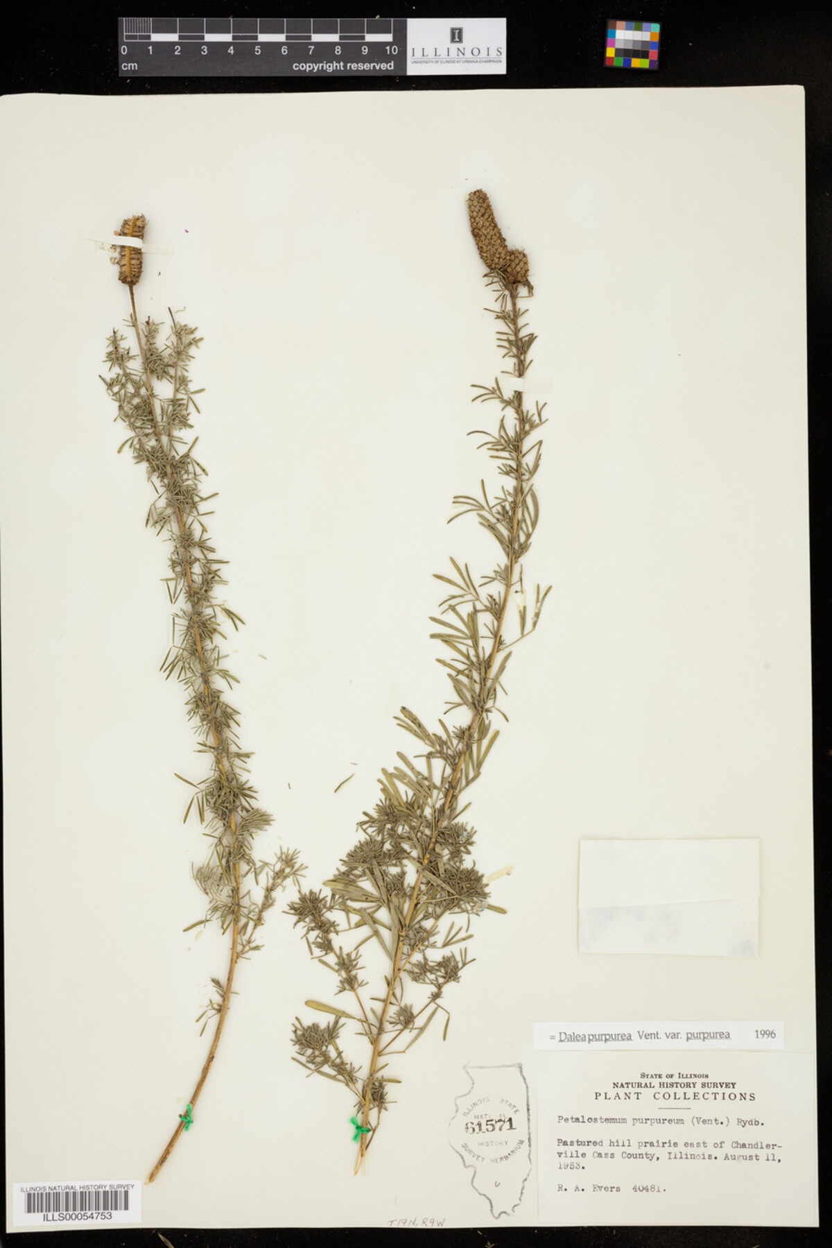 Dalea purpurea var. purpurea image