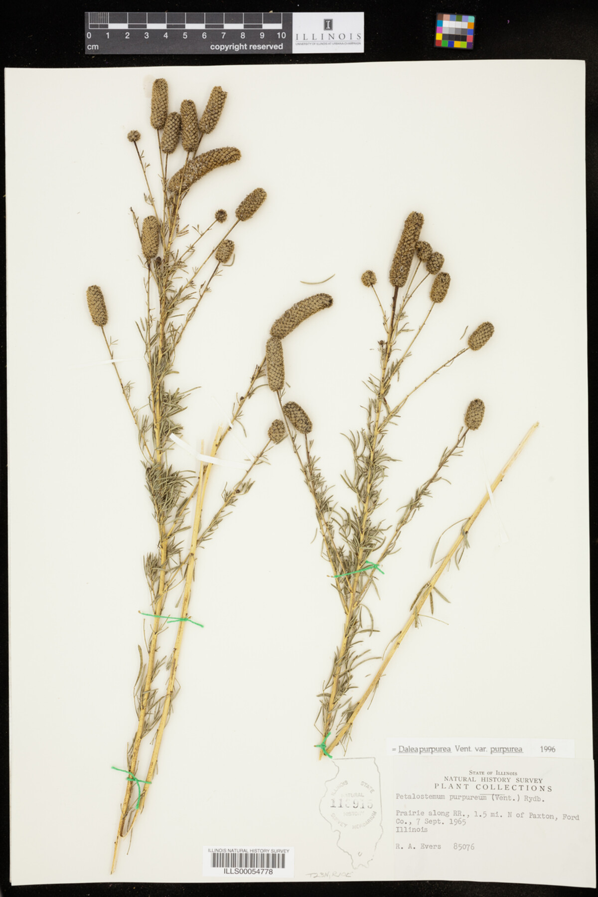 Dalea purpurea var. purpurea image