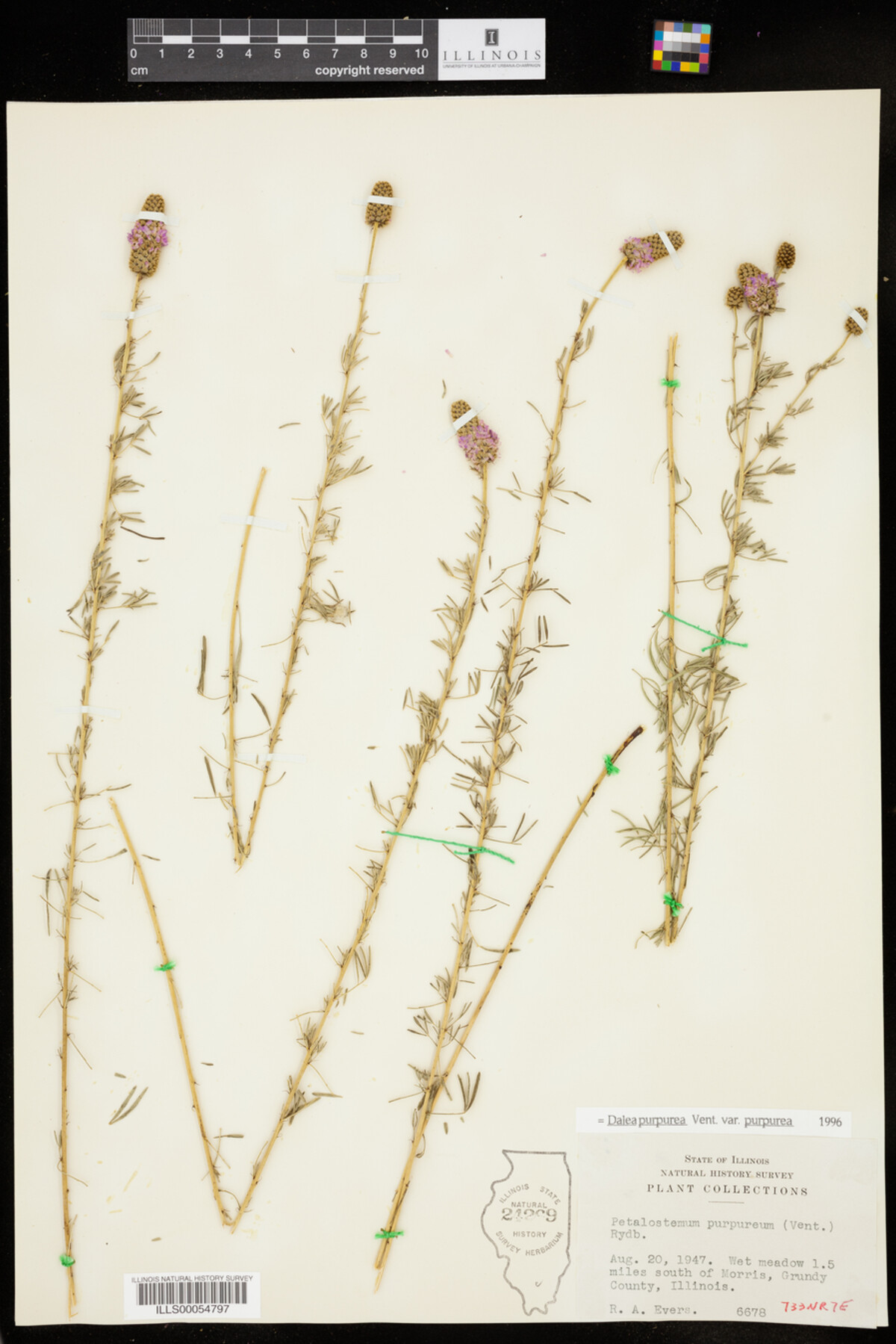 Dalea image
