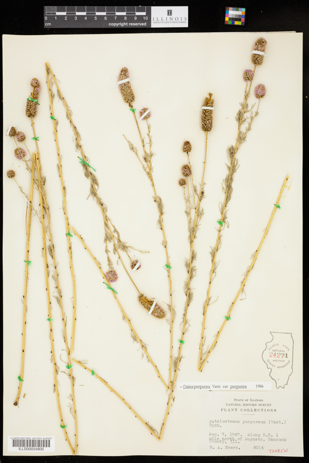 Dalea purpurea var. purpurea image