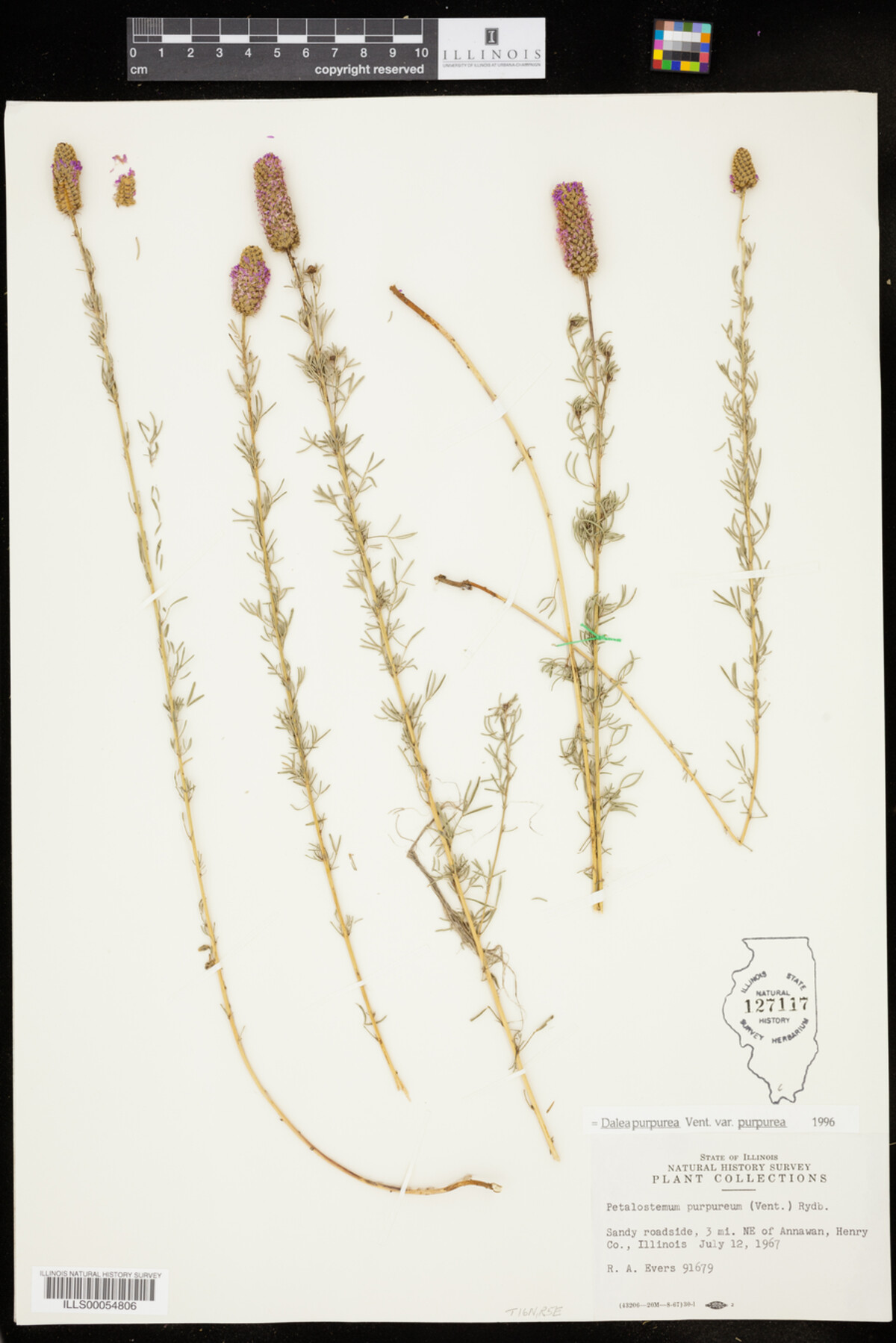 Dalea purpurea var. purpurea image