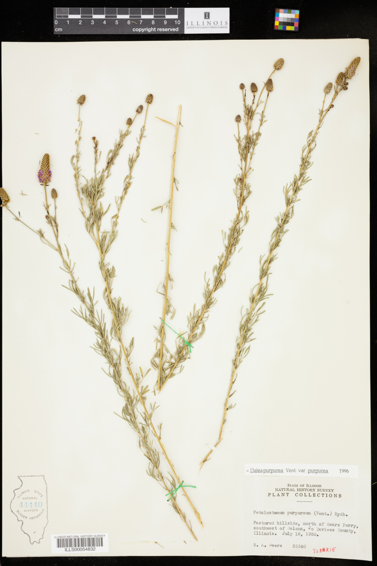 Dalea purpurea var. purpurea image