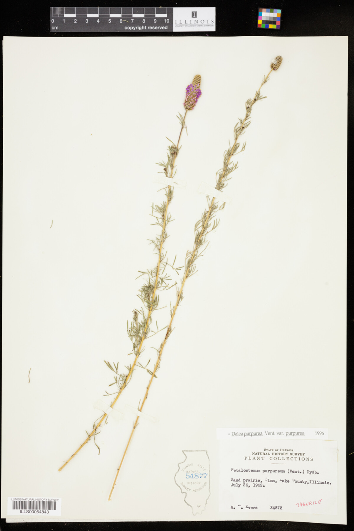 Dalea purpurea var. purpurea image