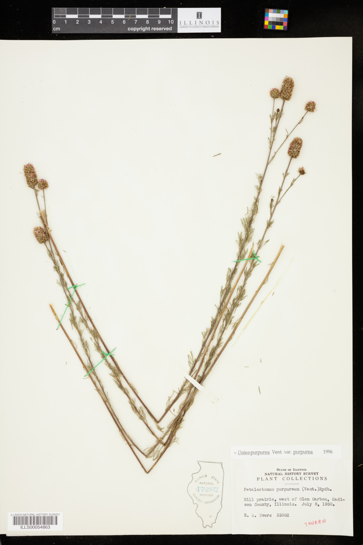 Dalea purpurea var. purpurea image