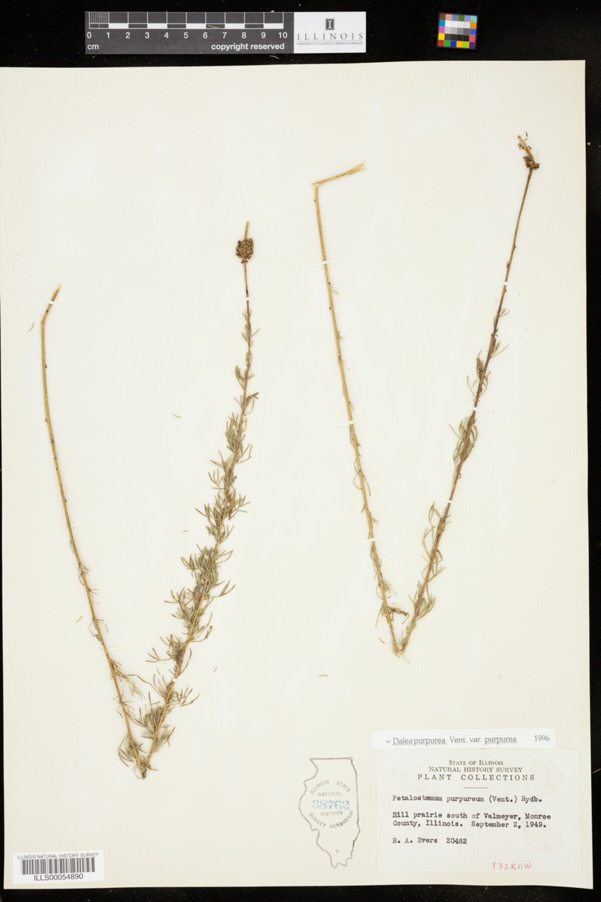 Dalea purpurea var. purpurea image