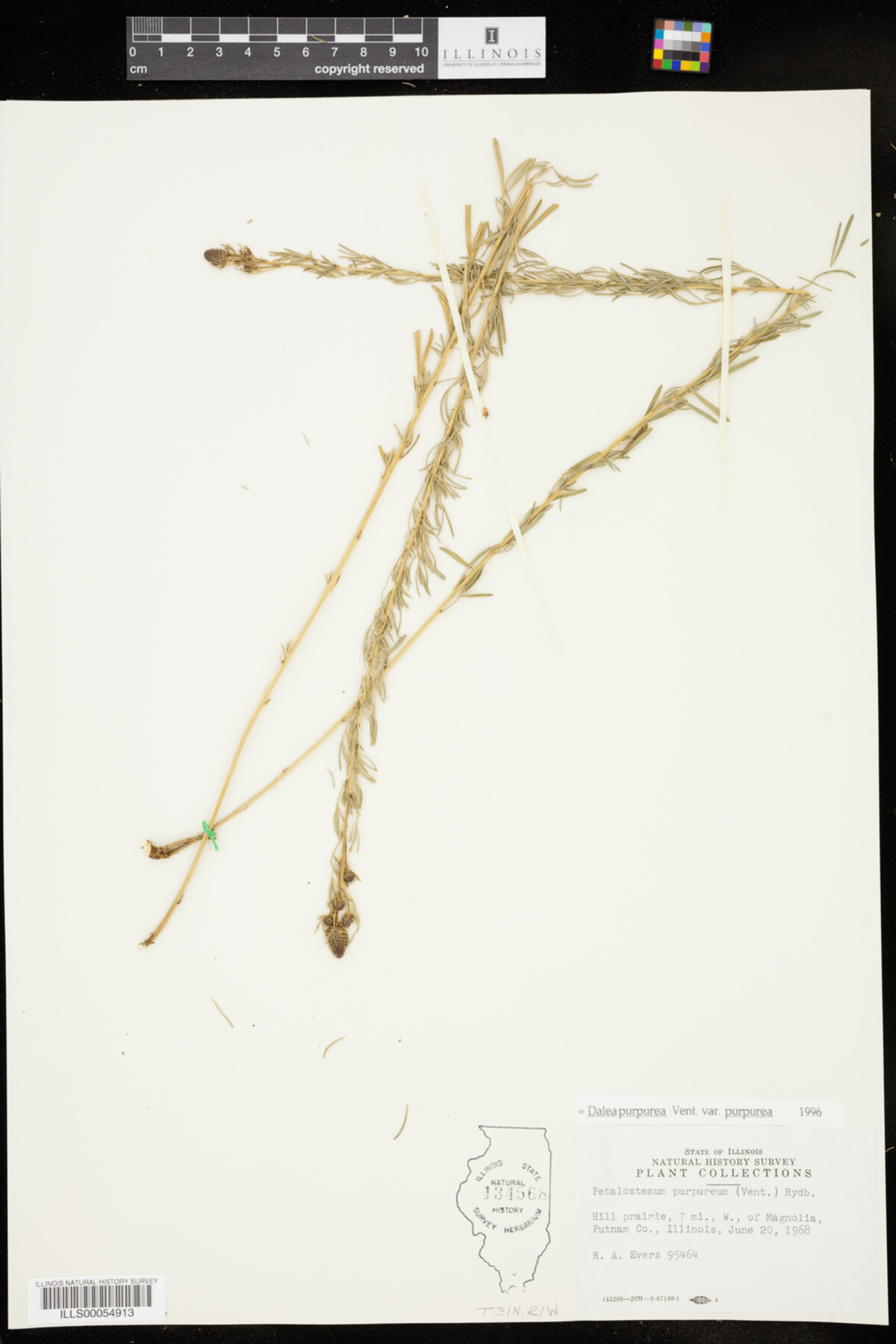 Dalea purpurea var. purpurea image