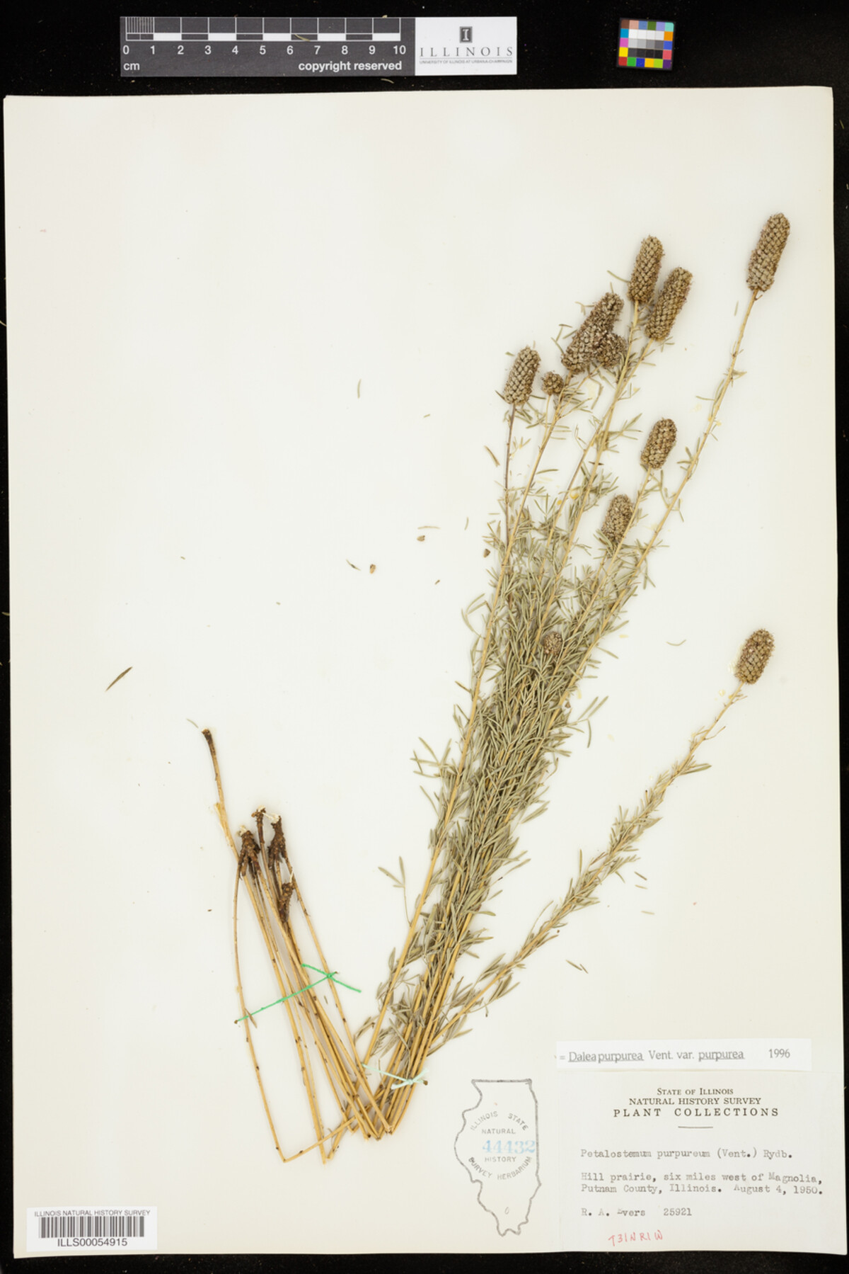 Dalea purpurea var. purpurea image