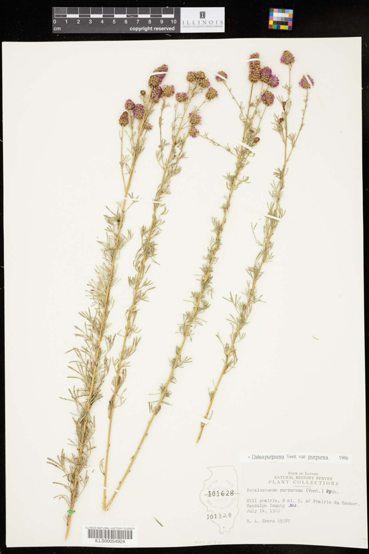 Dalea purpurea var. purpurea image