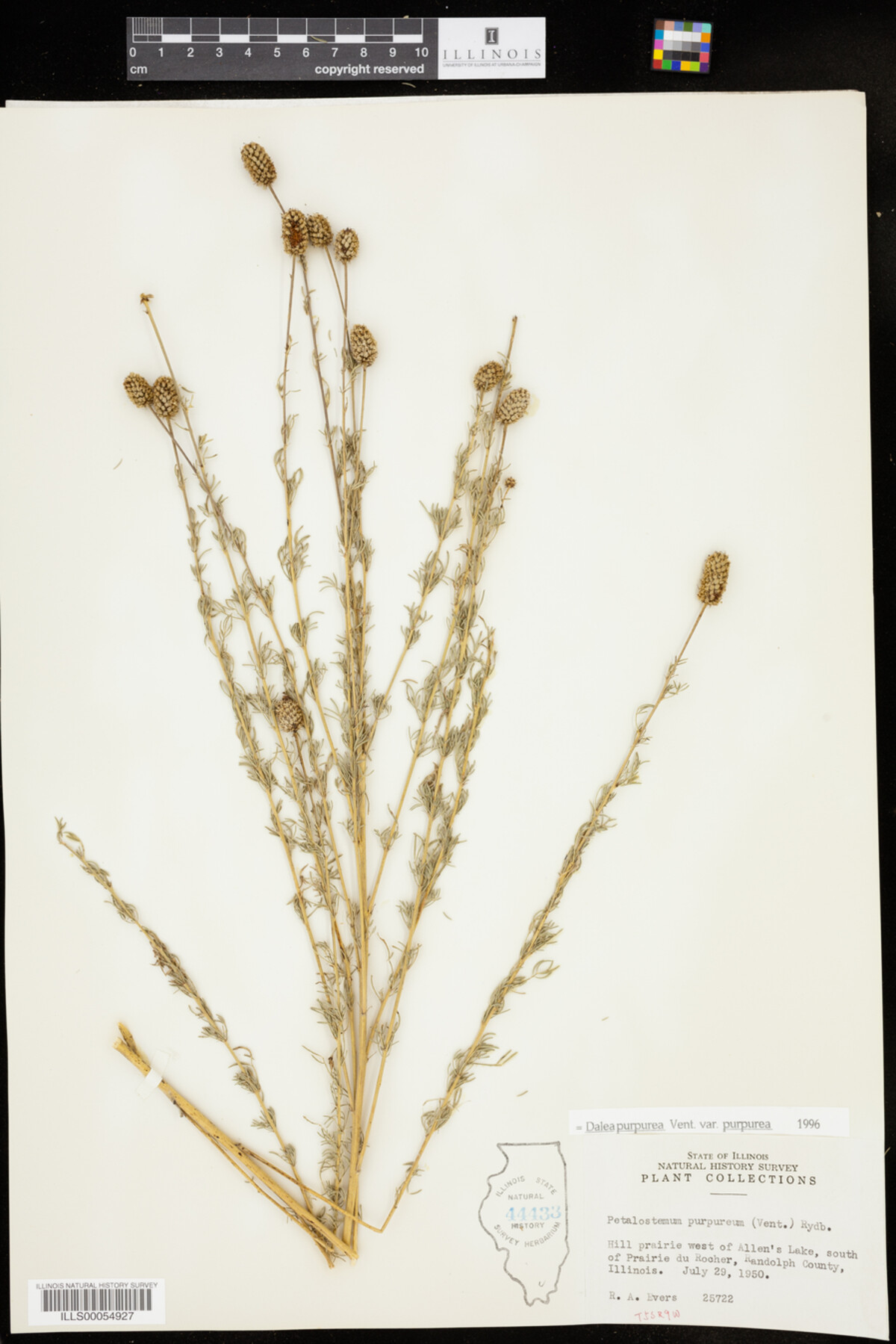 Dalea purpurea var. purpurea image