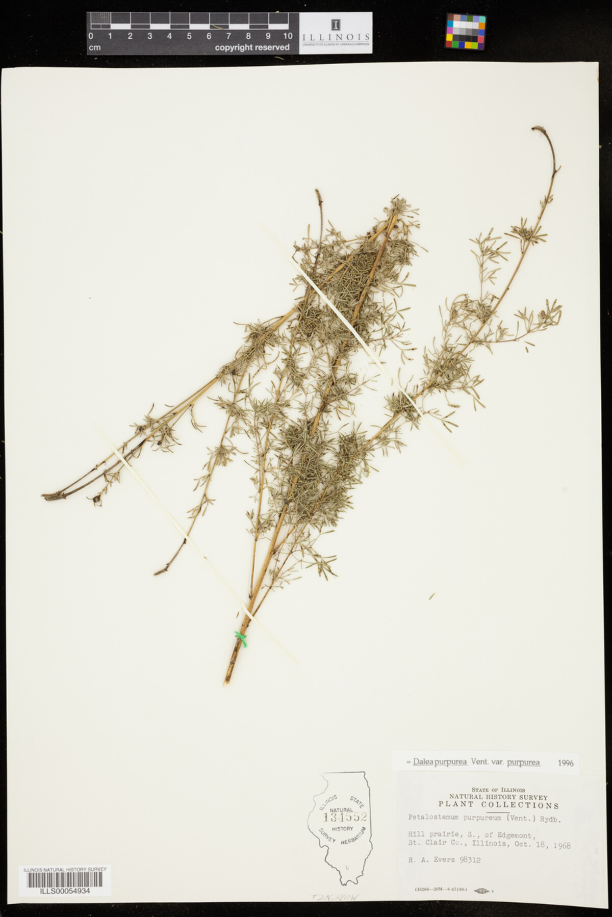 Dalea purpurea image