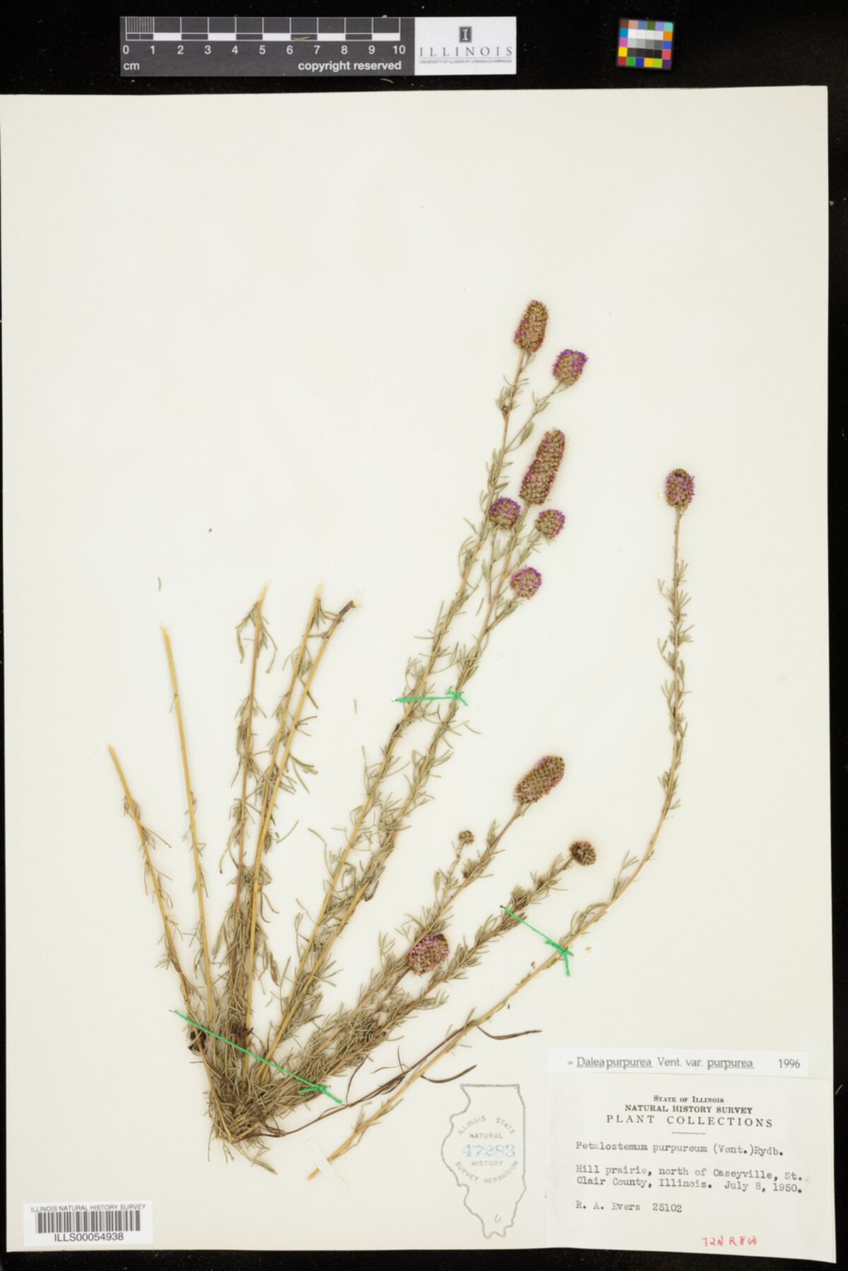 Dalea purpurea var. purpurea image