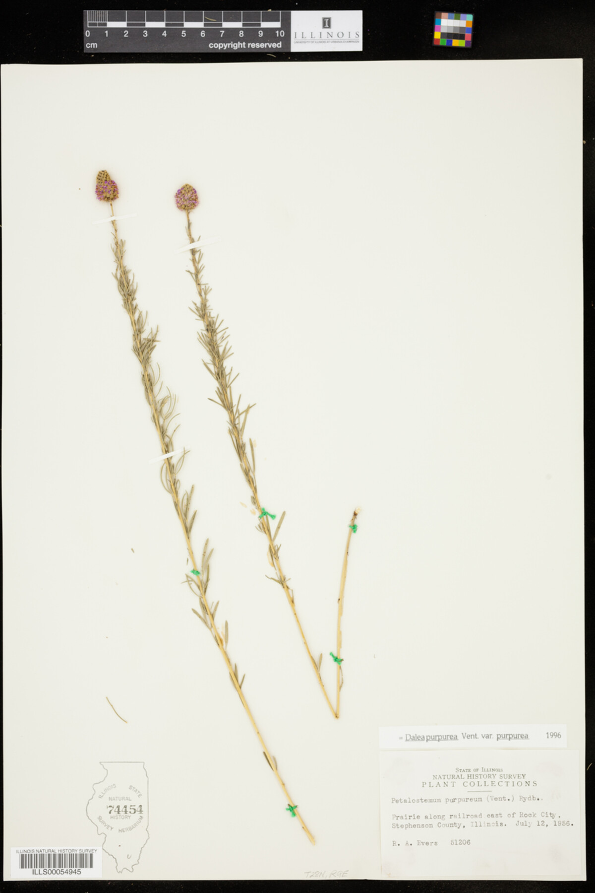 Dalea purpurea var. purpurea image