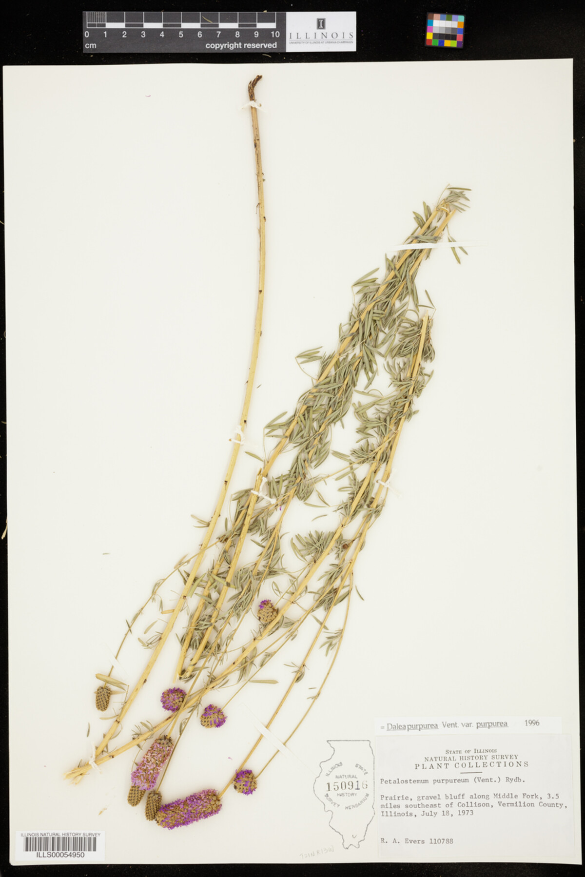 Dalea purpurea image