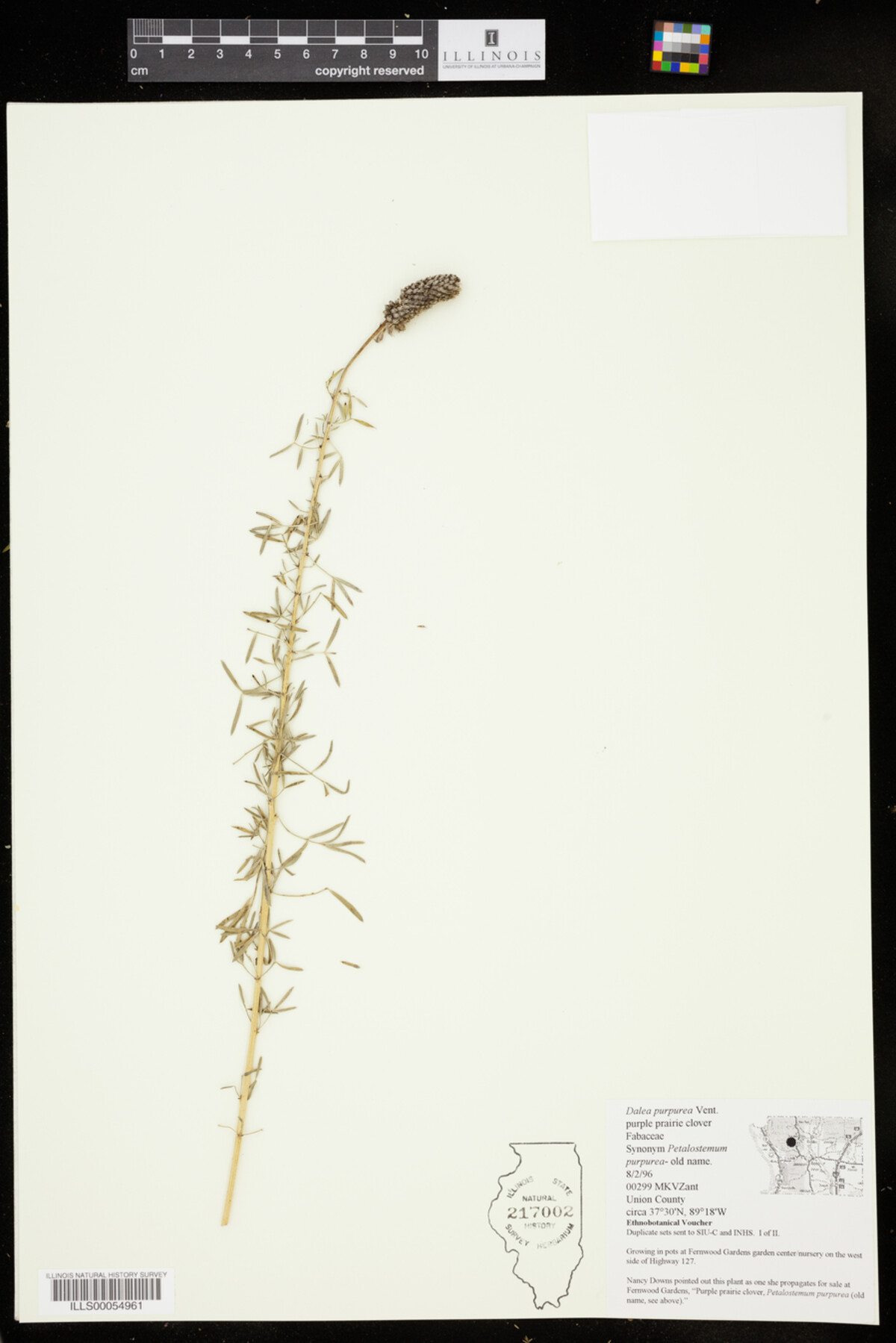 Dalea purpurea image