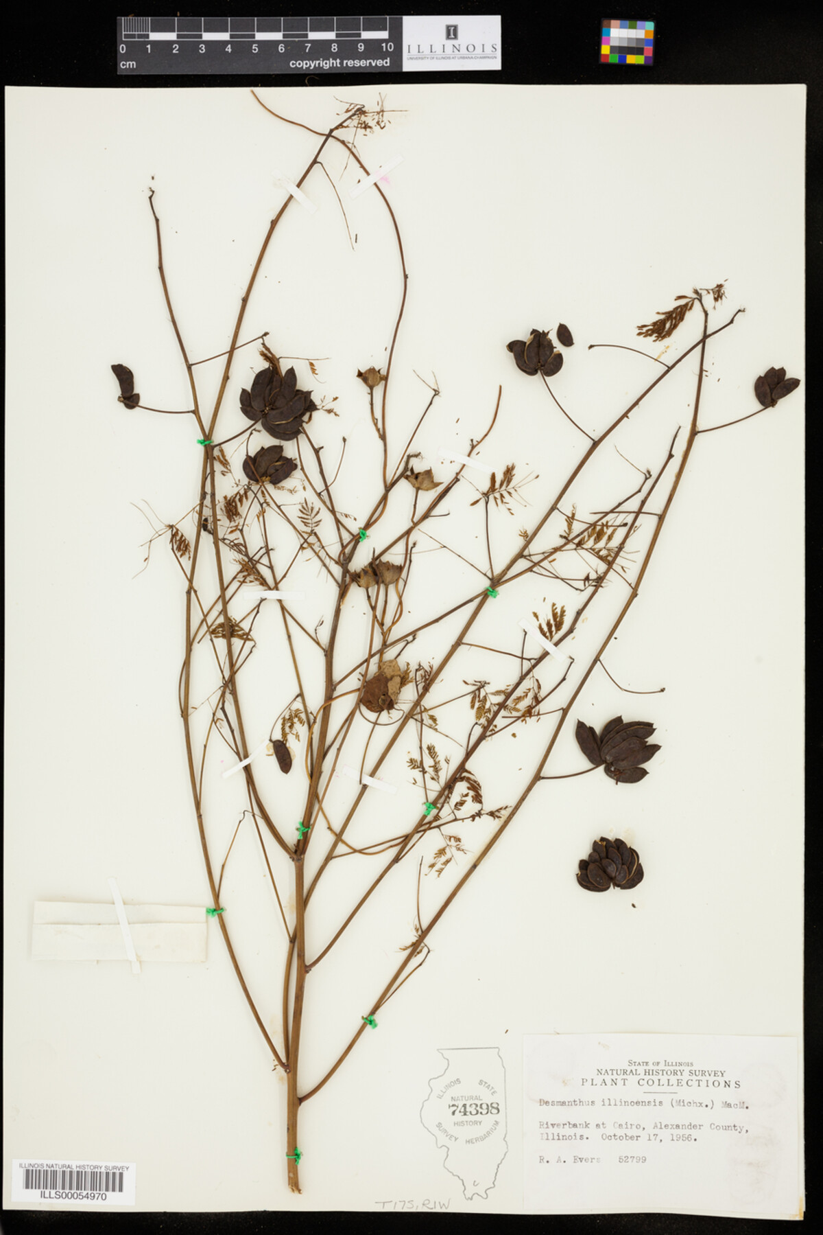 Desmanthus illinoensis image