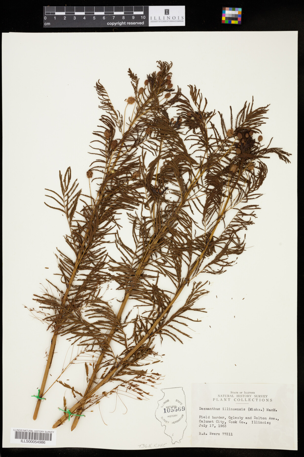 Desmanthus illinoensis image