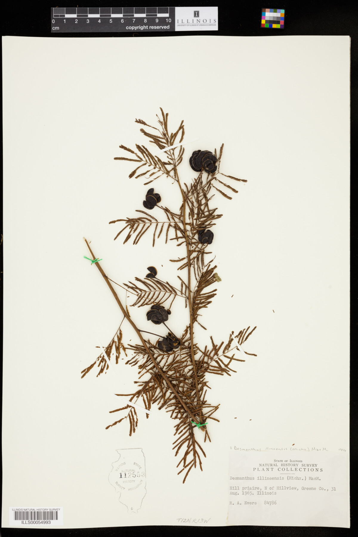 Desmanthus image