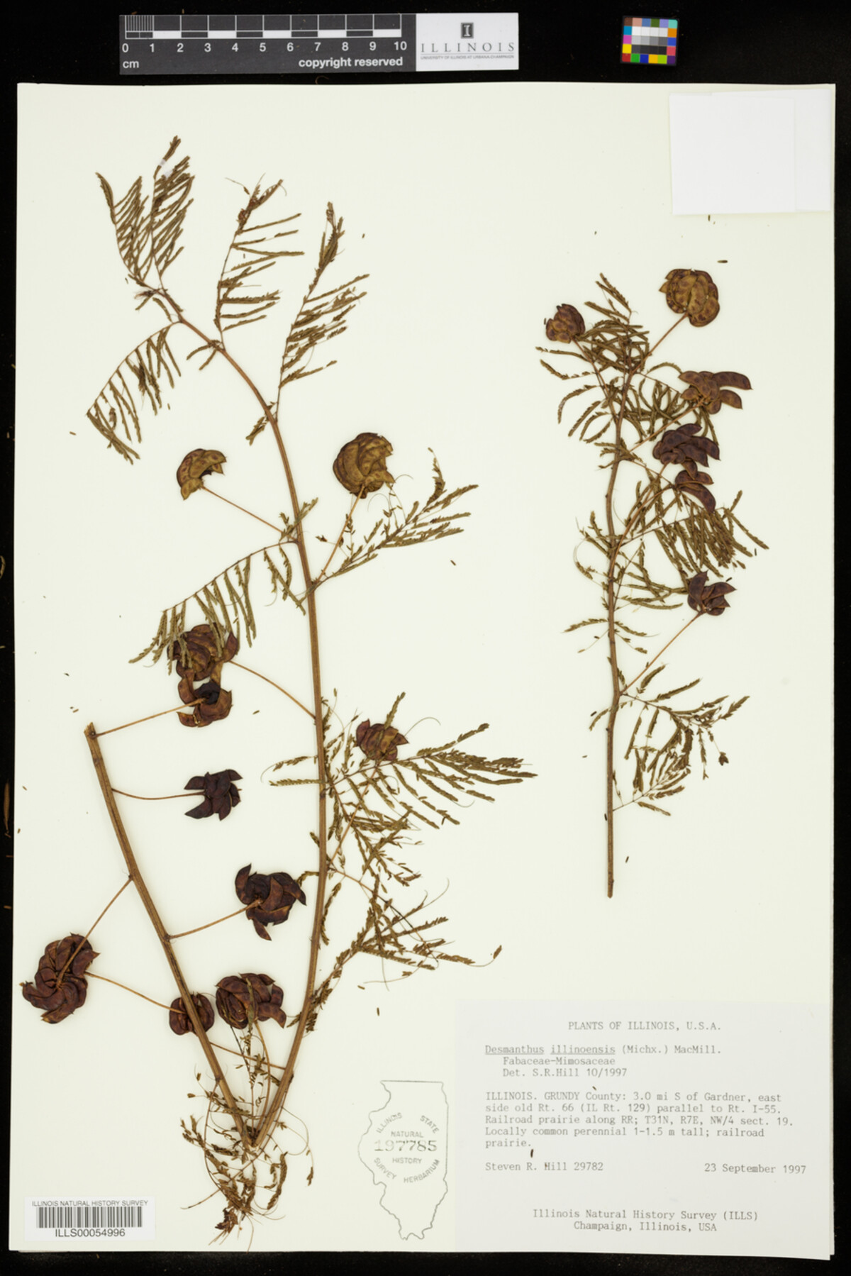 Desmanthus illinoensis image