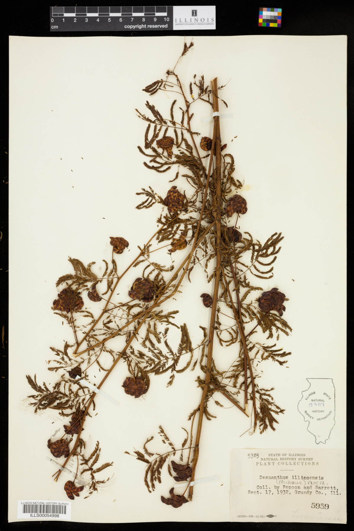 Desmanthus illinoensis image