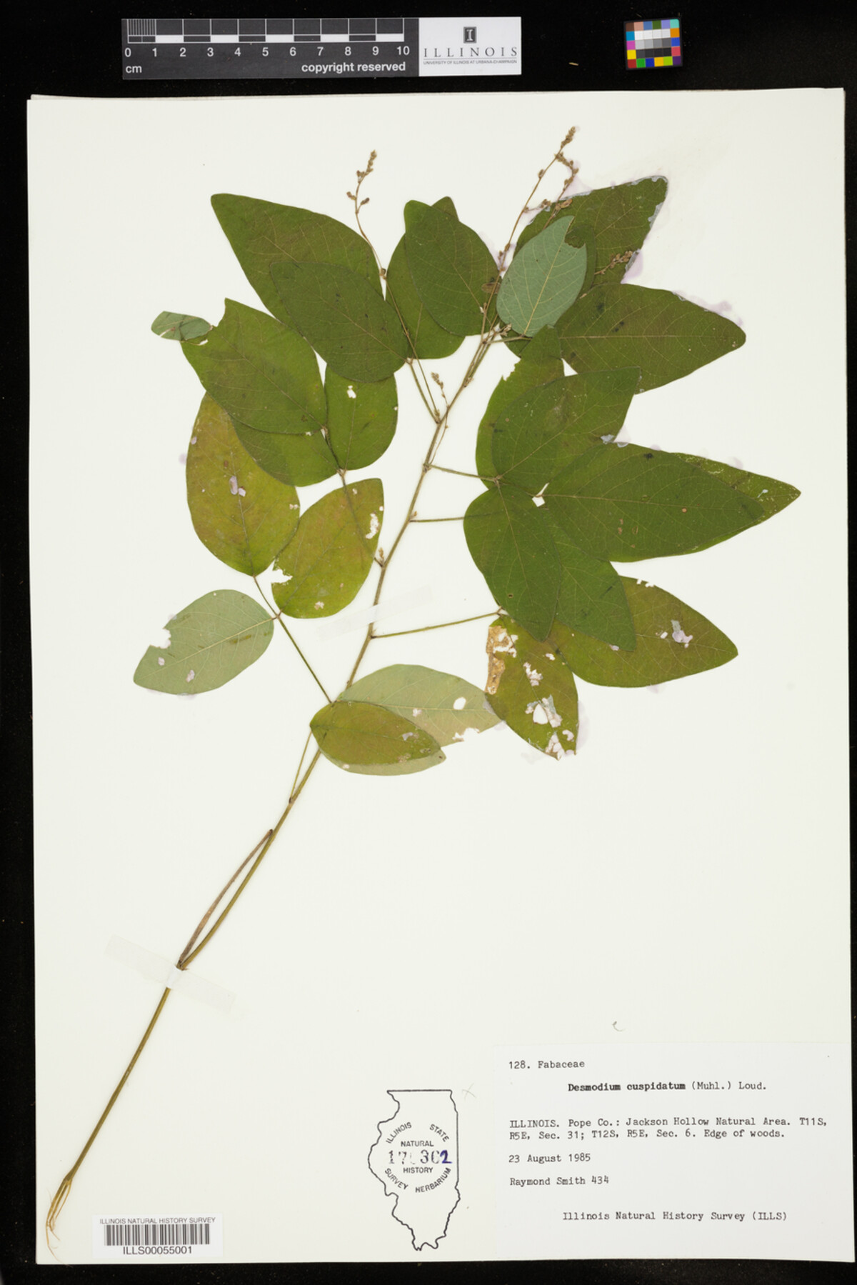 Desmodium cuspidatum var. cuspidatum image