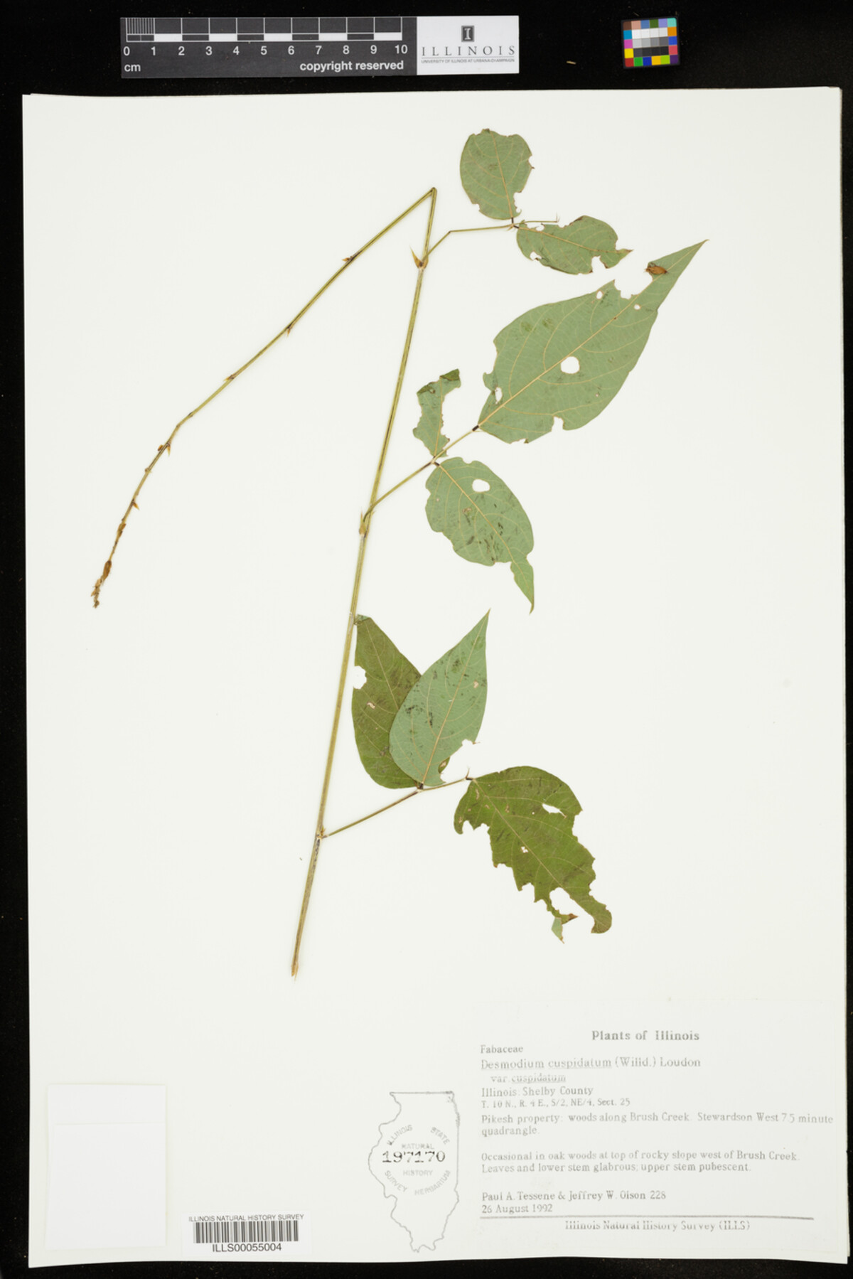 Desmodium cuspidatum var. cuspidatum image