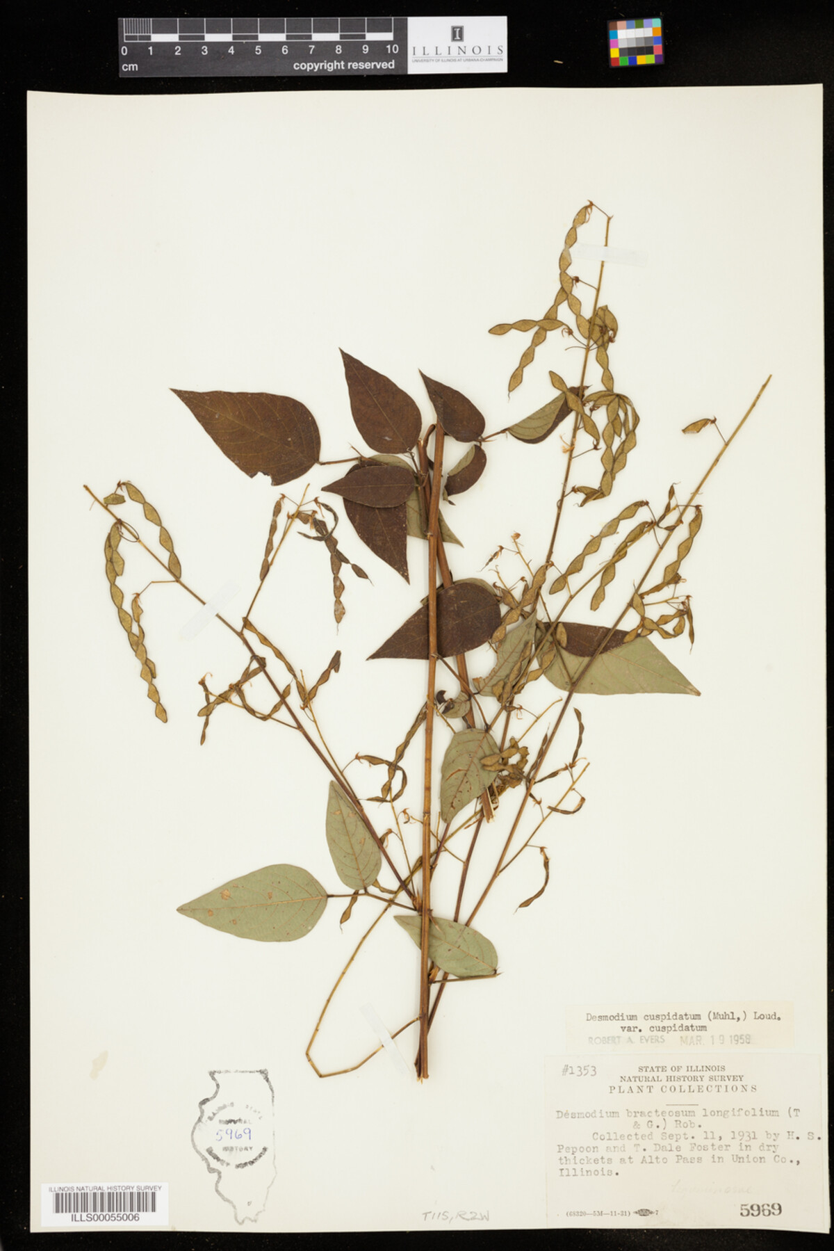 Desmodium cuspidatum var. cuspidatum image
