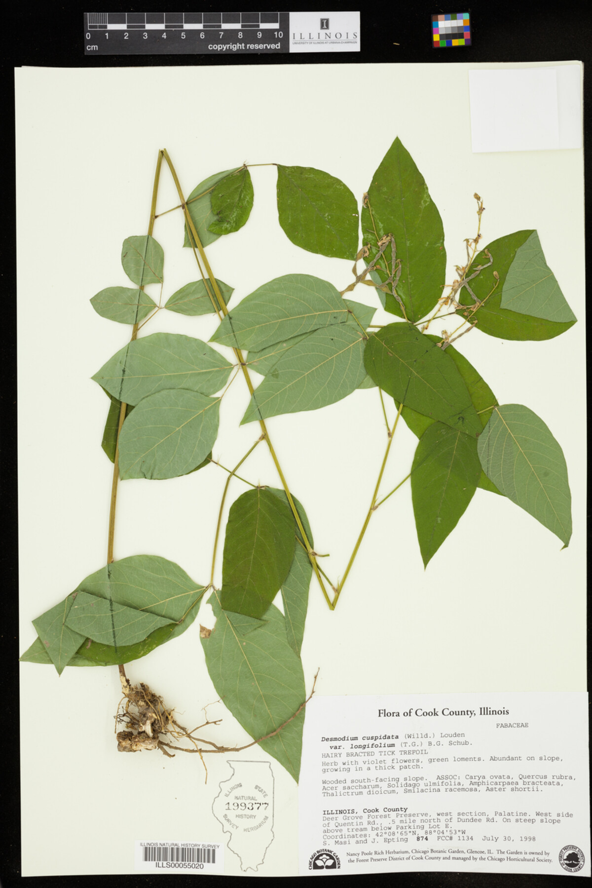 Desmodium cuspidatum image