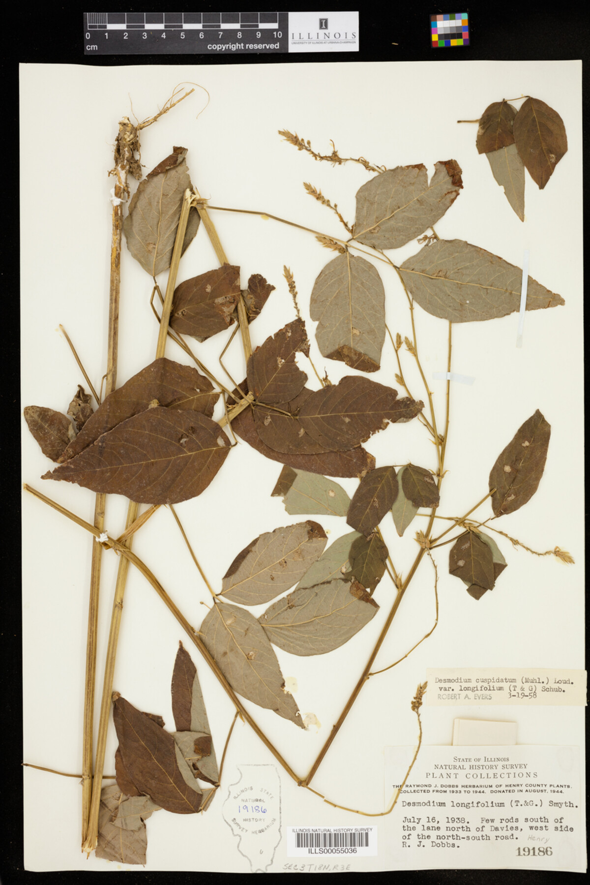 Desmodium cuspidatum image