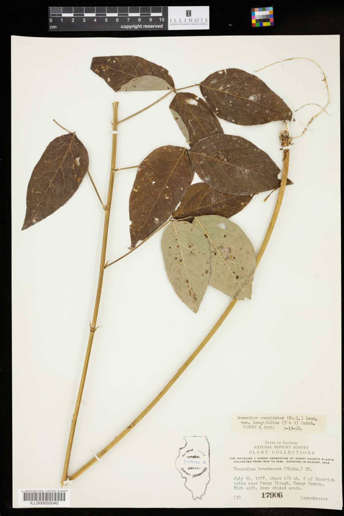 Desmodium cuspidatum var. longifolium image