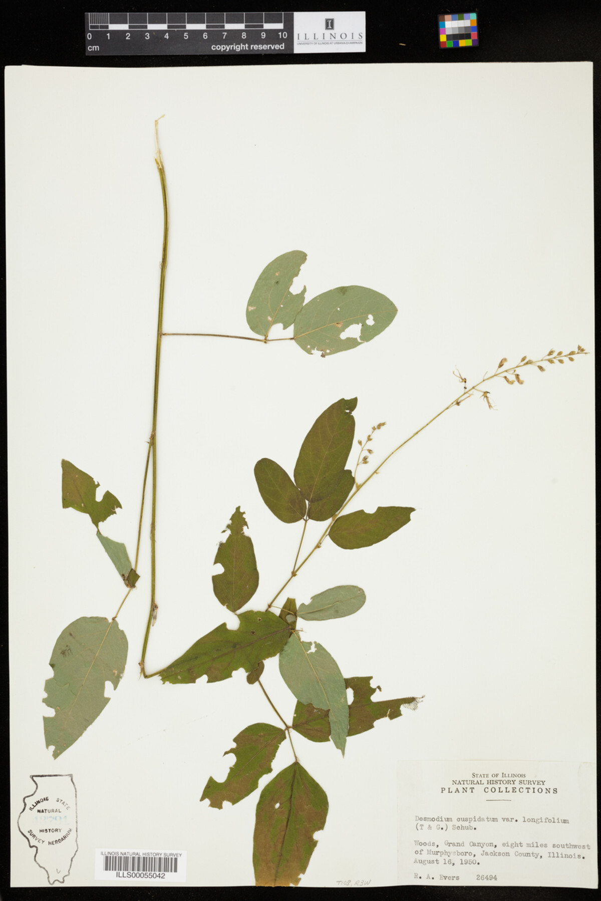 Desmodium cuspidatum var. longifolium image