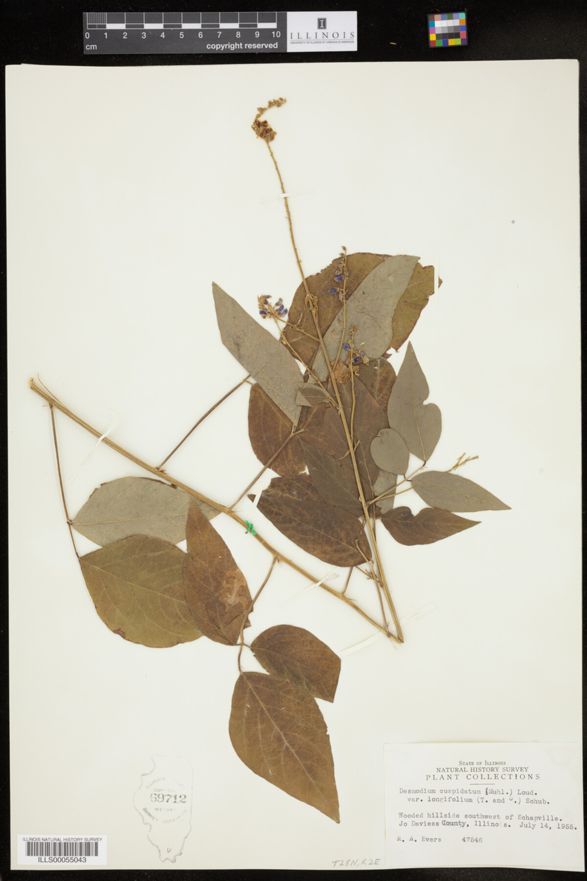 Desmodium cuspidatum var. longifolium image