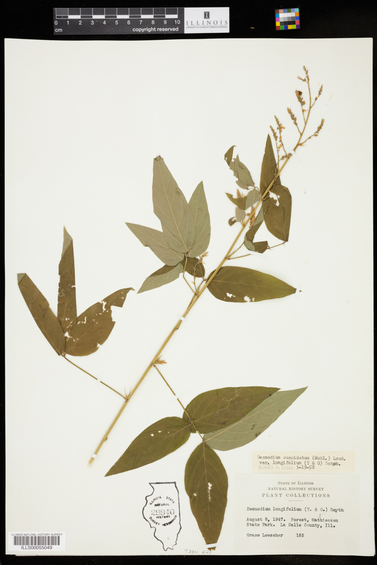 Desmodium cuspidatum image