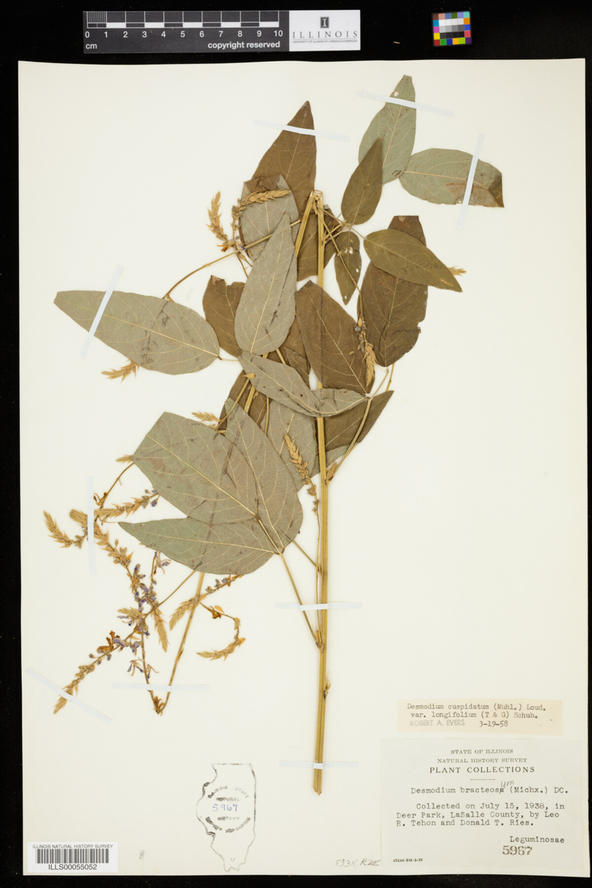 Desmodium cuspidatum image