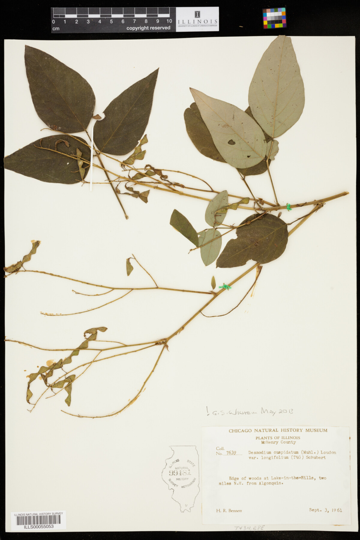 Desmodium cuspidatum image