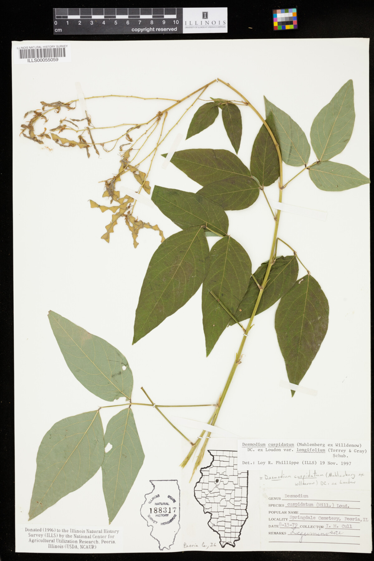 Desmodium cuspidatum var. longifolium image