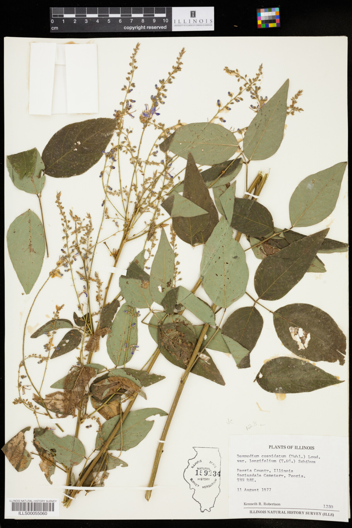 Desmodium cuspidatum var. longifolium image