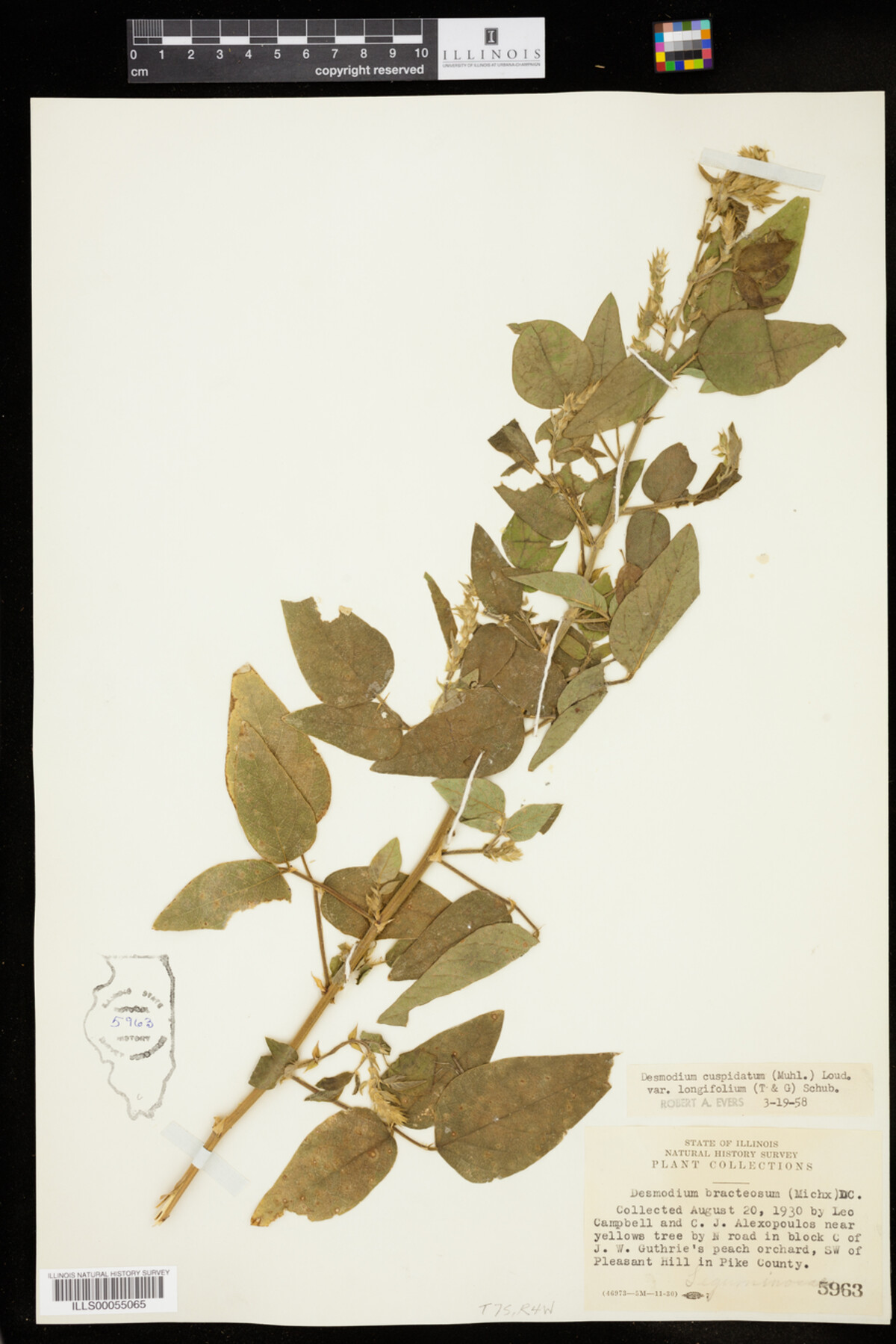 Desmodium cuspidatum image