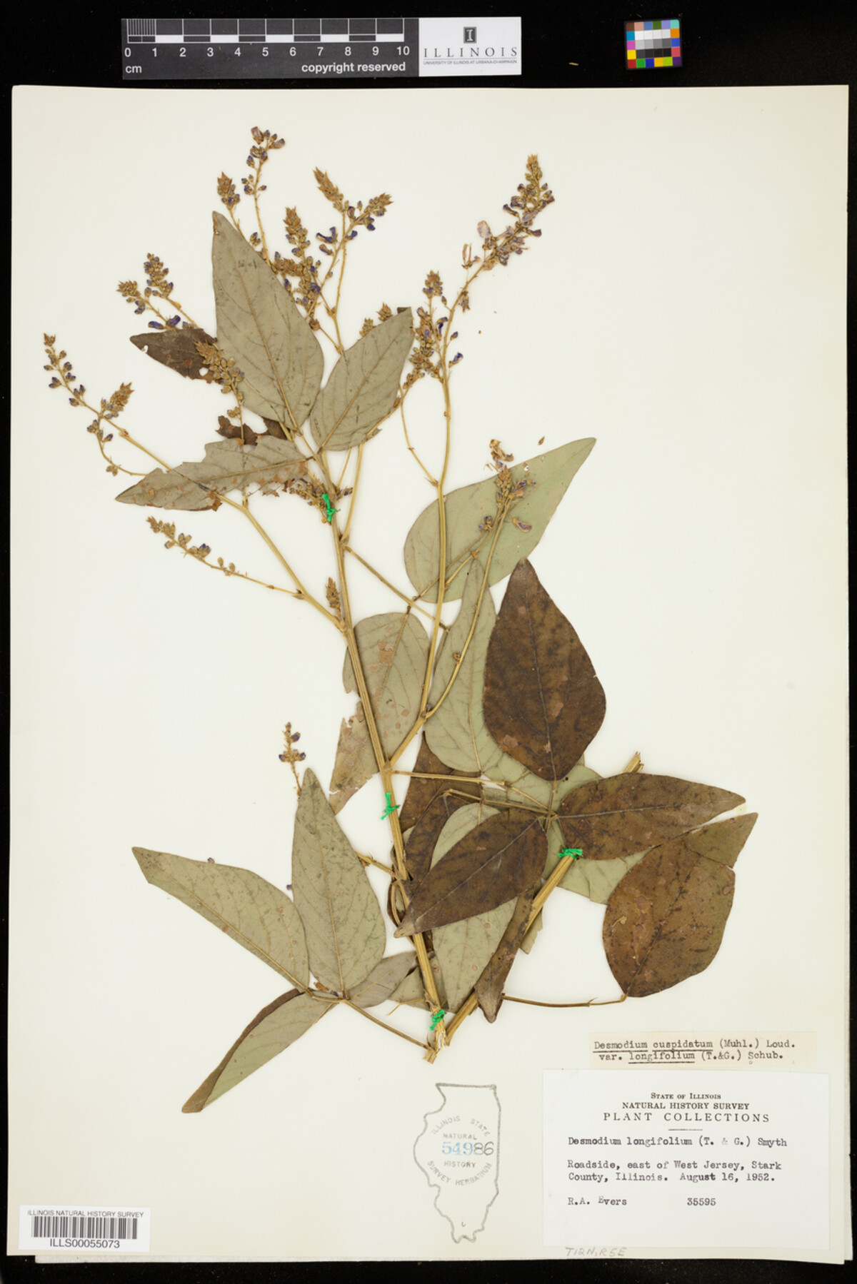 Desmodium cuspidatum image