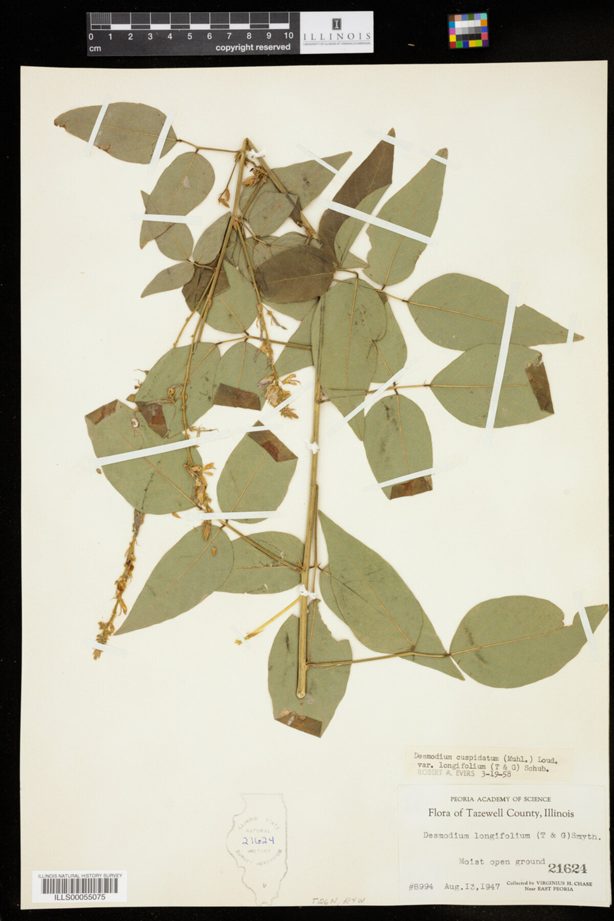 Desmodium cuspidatum var. longifolium image