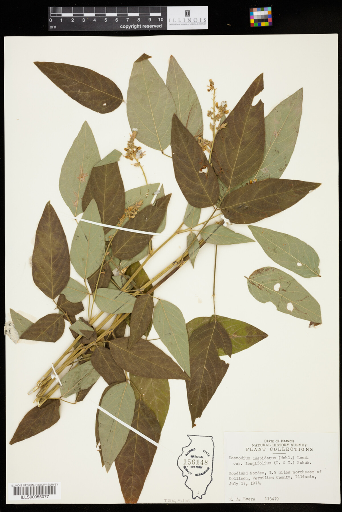 Desmodium cuspidatum var. longifolium image