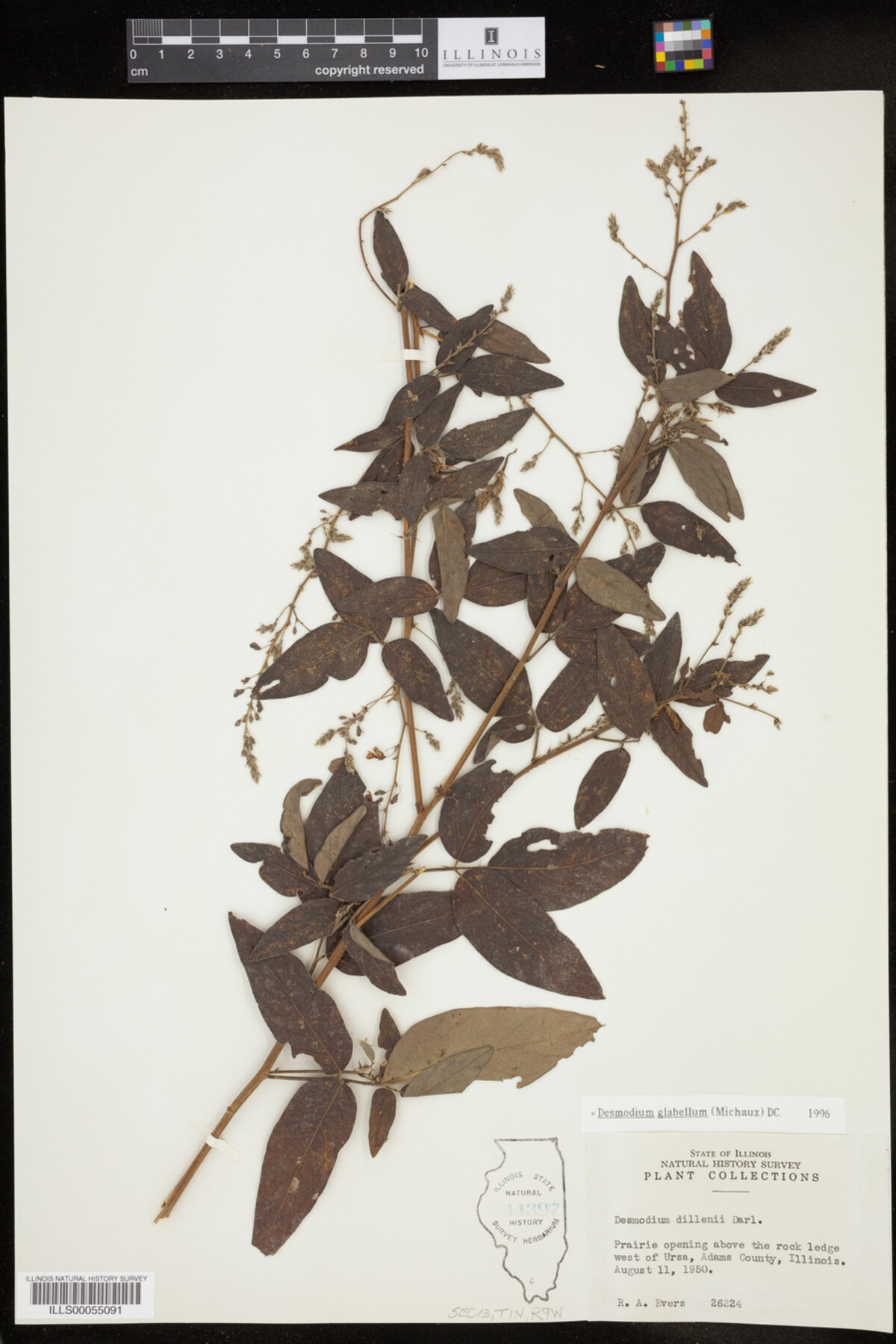 Desmodium glabellum image