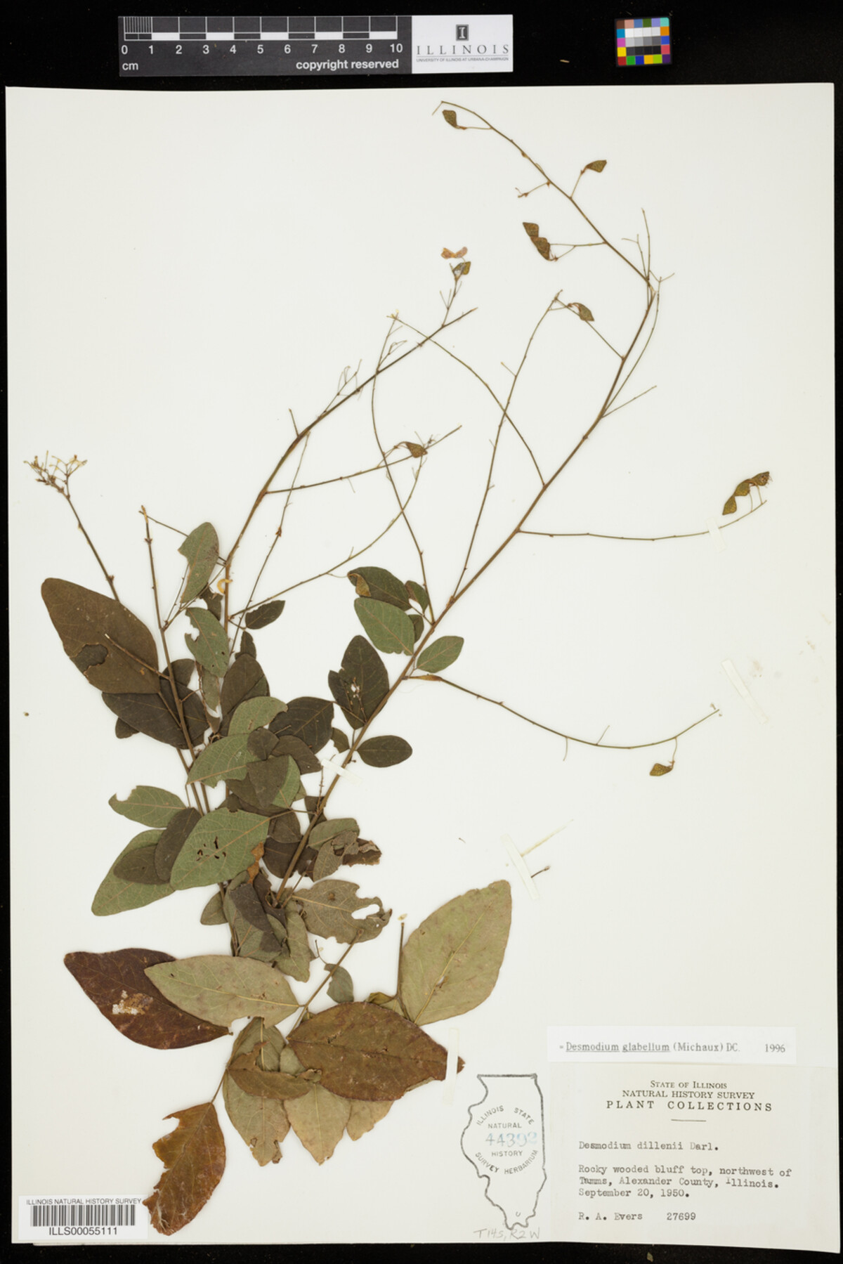 Desmodium glabellum image