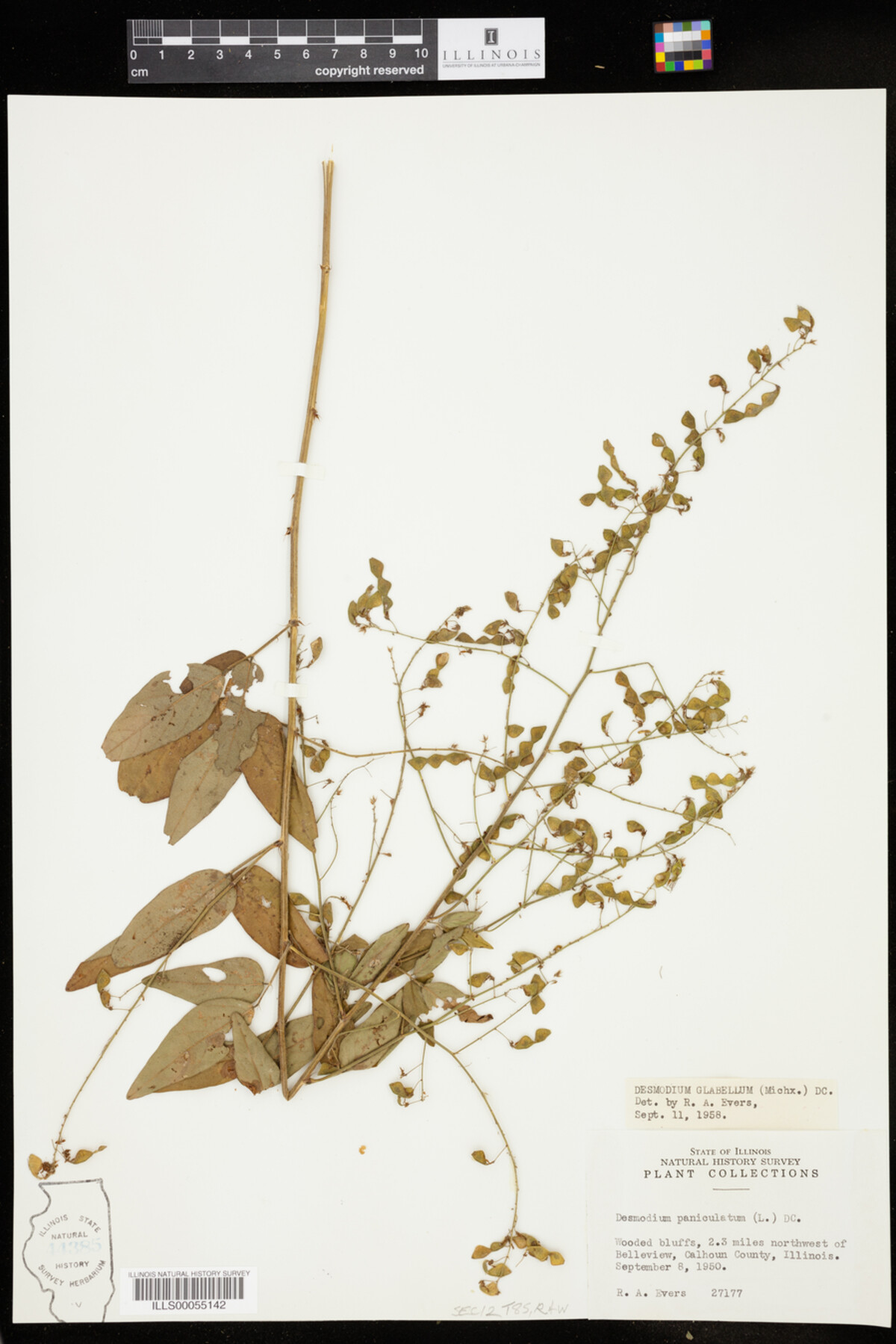 Desmodium glabellum image