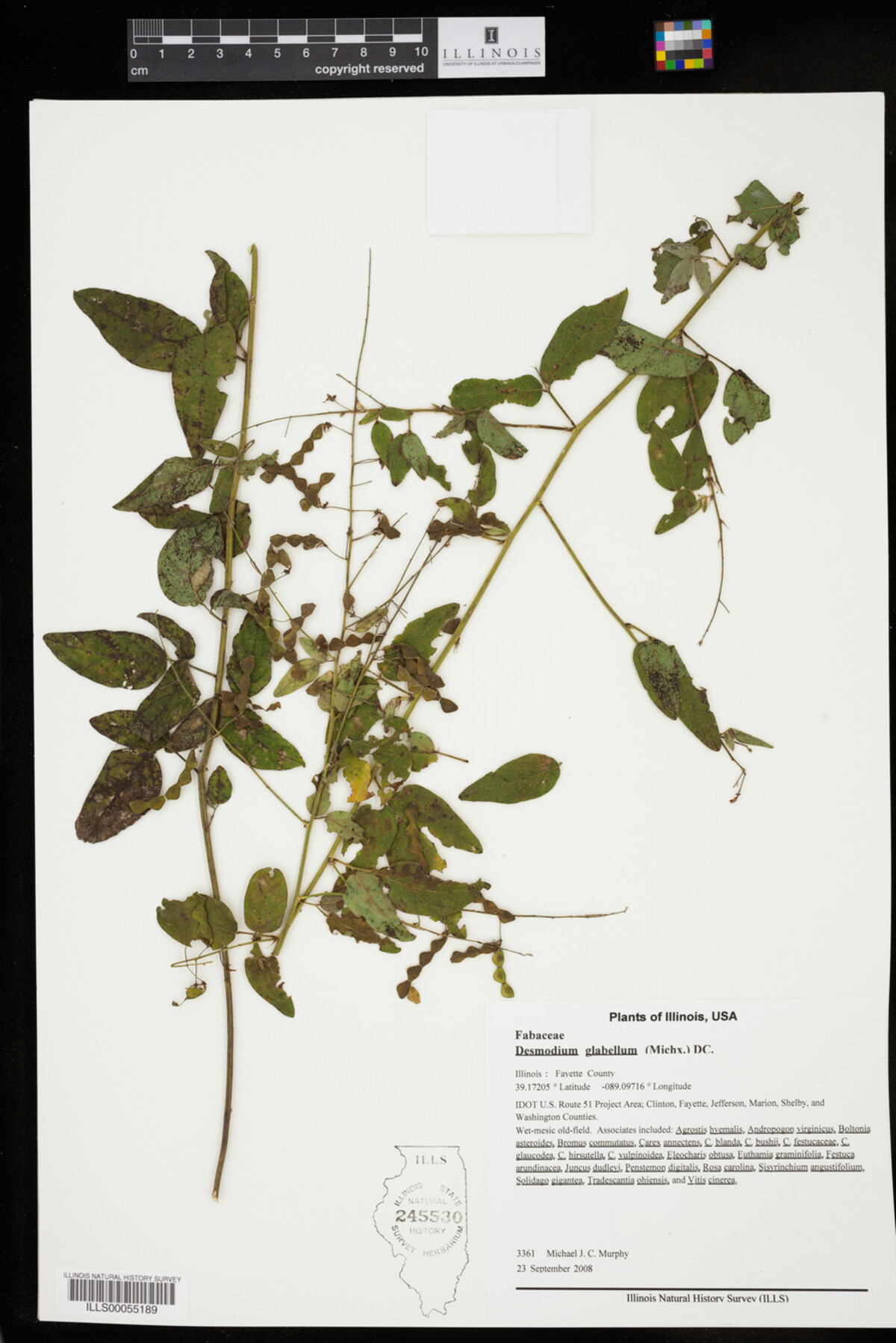 Desmodium glabellum image