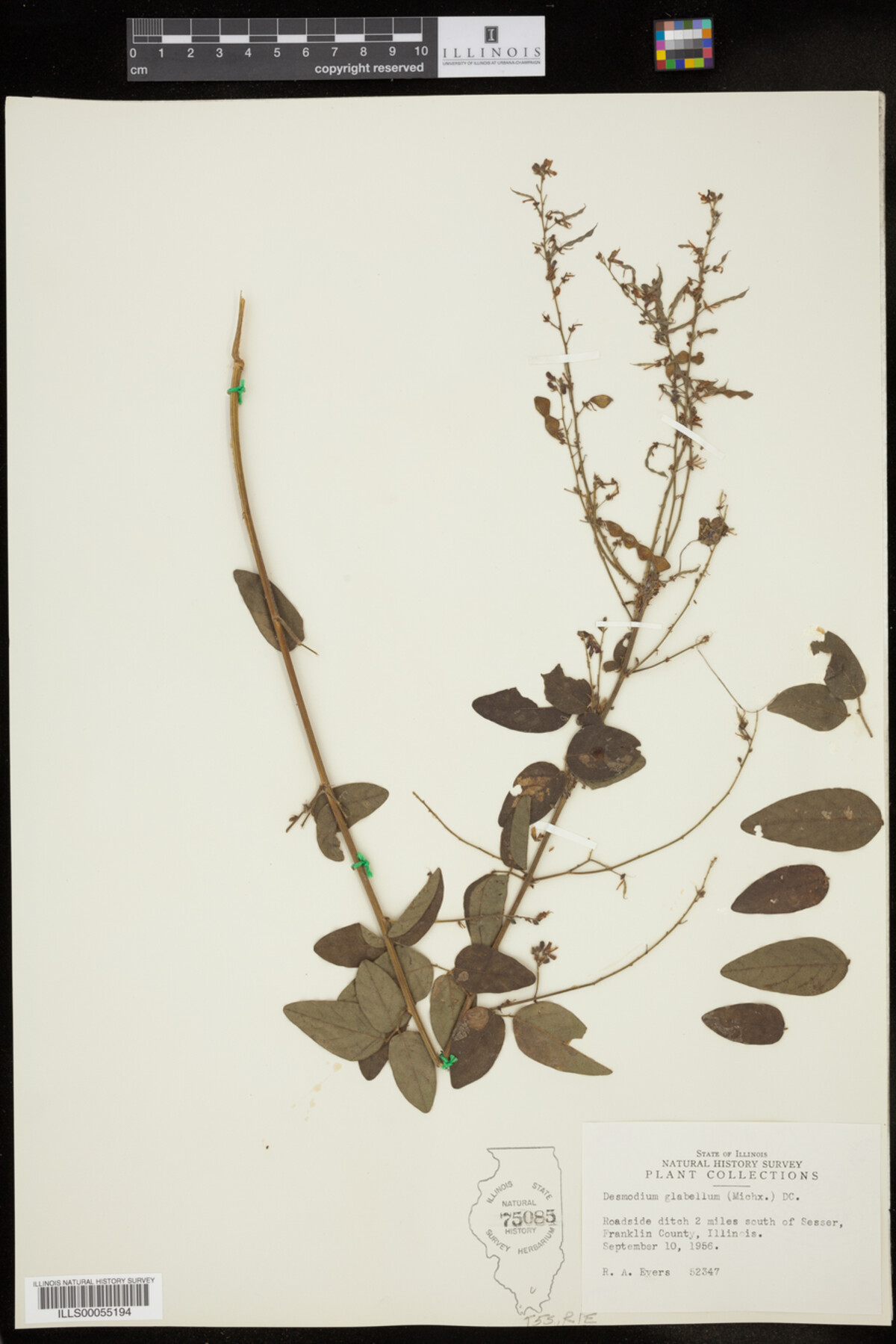 Desmodium glabellum image