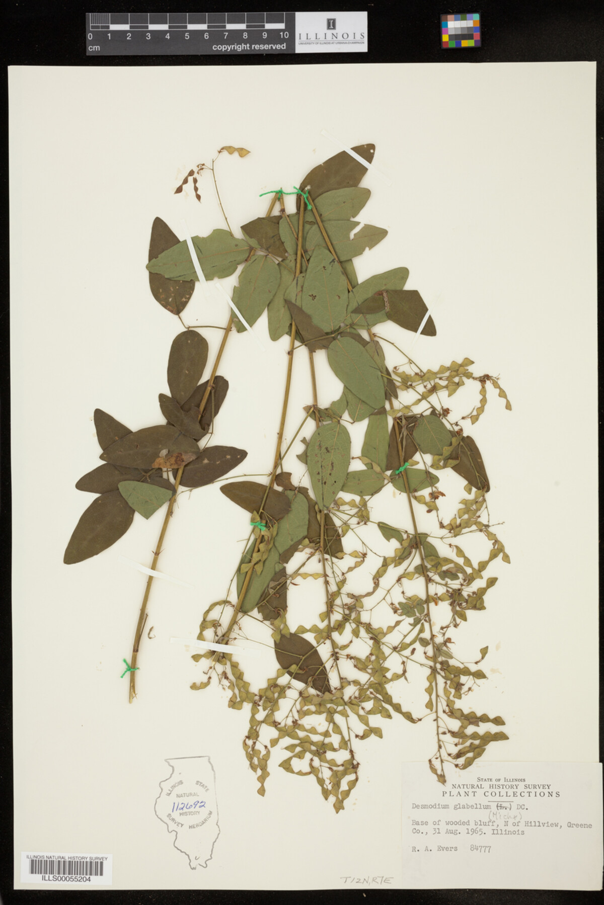 Desmodium glabellum image