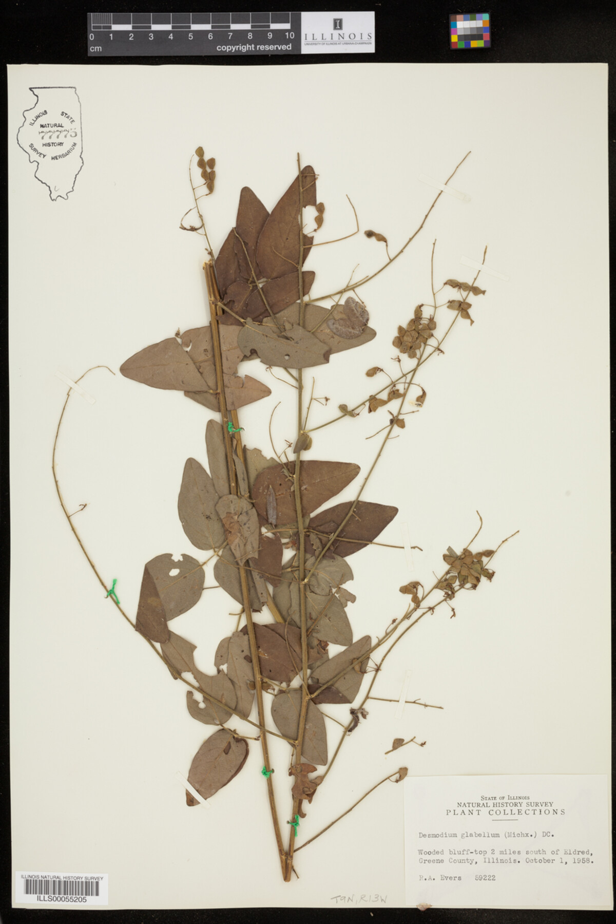 Desmodium glabellum image