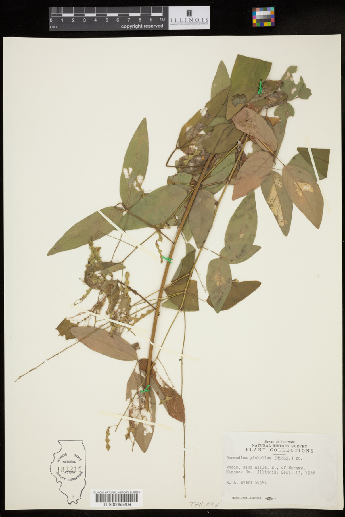 Desmodium glabellum image