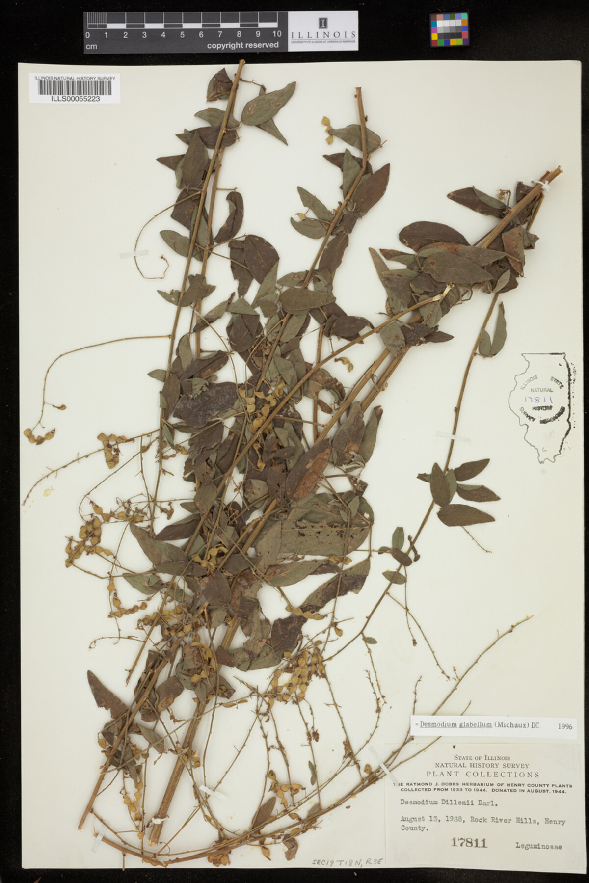 Desmodium glabellum image