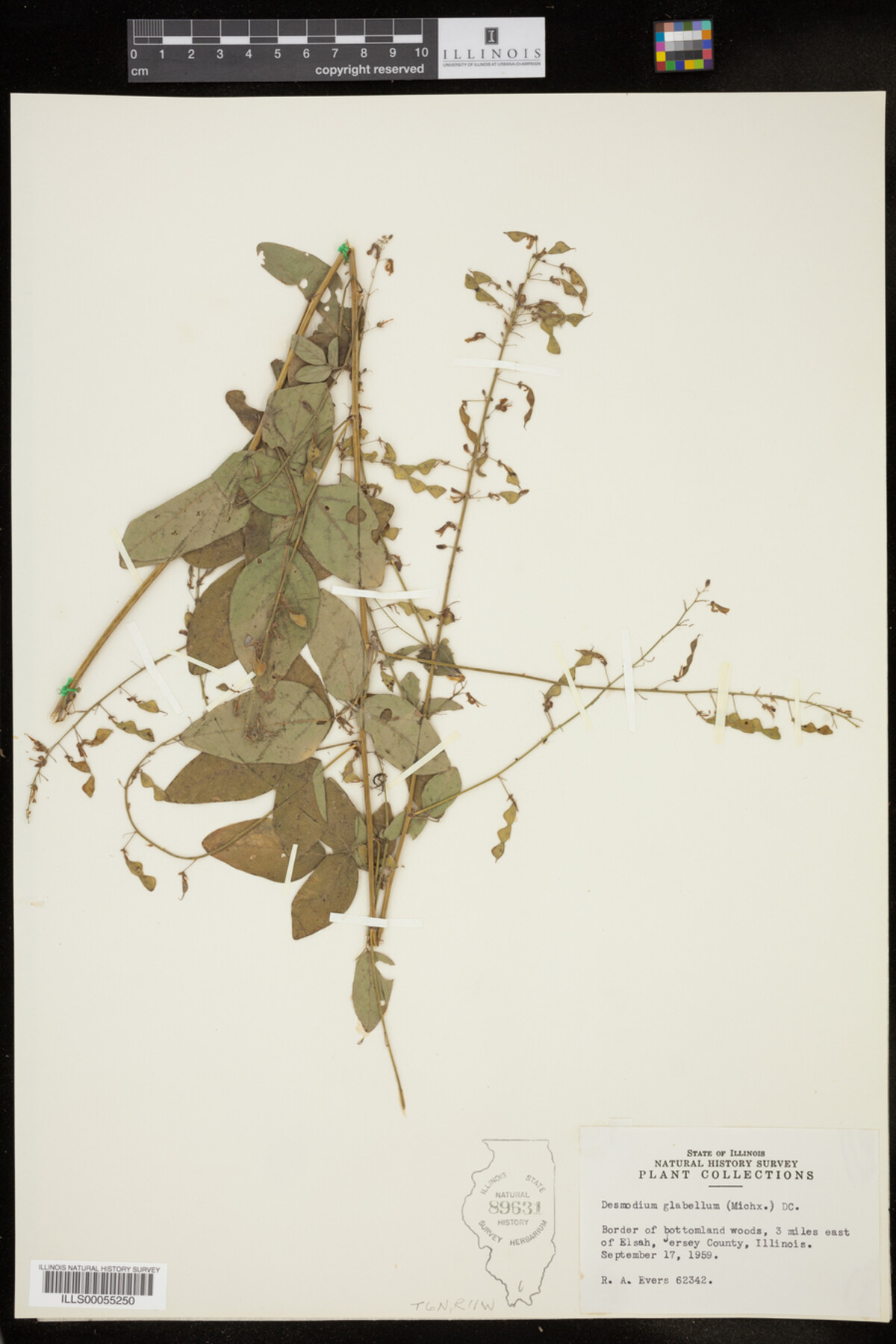 Desmodium glabellum image